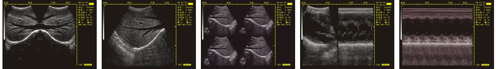 V-20掌上B型超聲診斷儀(動物版)一流的數字成像技術，圖像更清晰